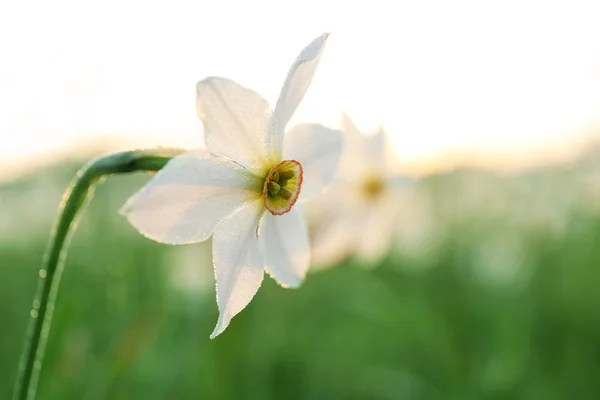 Güzel nergis çiçek — Stok fotoğraf