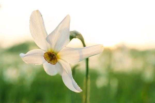 Vackra narcisser blomma — Stockfoto
