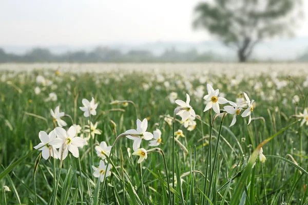 Beautiful narcissus flowers — Stock Photo, Image