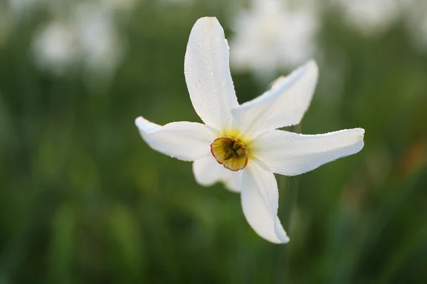 Mooie narcissus bloem — Stockfoto