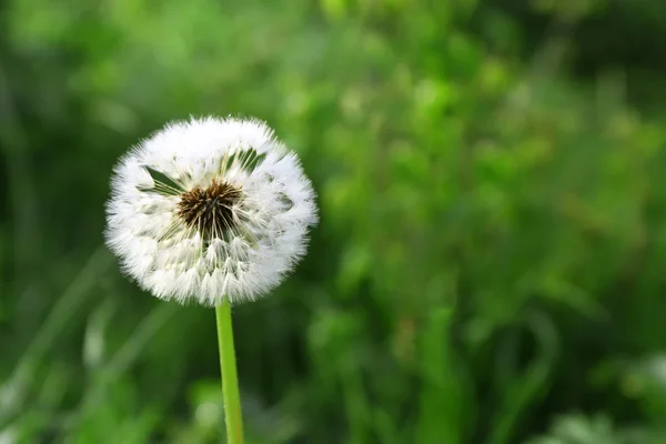 Paardebloem zaad hoofd — Stockfoto