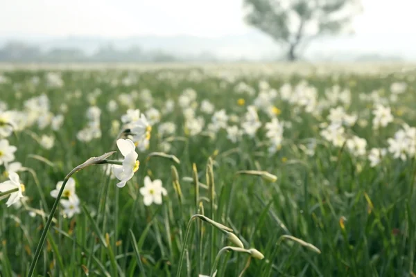 Beautiful narcissus flowers — Stock Photo, Image