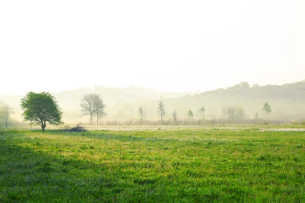 Mattina nebbiosa nel prato — Foto Stock