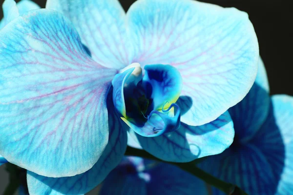 Kaunis sininen orkidea kukkia — kuvapankkivalokuva