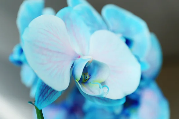 Όμορφη μπλε orchid λουλούδια — Φωτογραφία Αρχείου