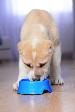 Orta Asya çoban köpek