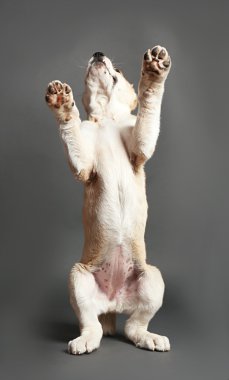 Orta Asya çoban köpek