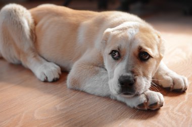 Orta Asya çoban köpek