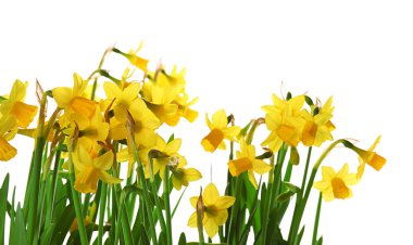 güzel nergis çiçekleri