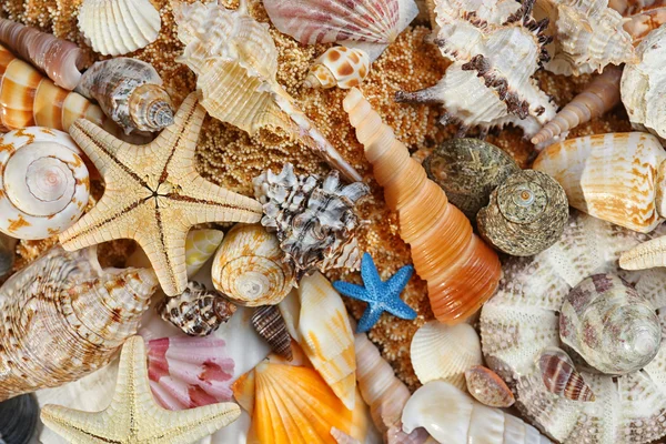 Sea shell background — Stock Photo, Image