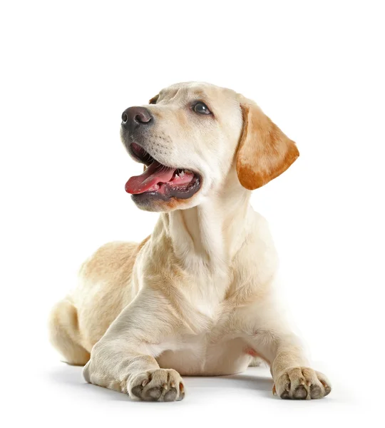 Søt labradorhund – stockfoto