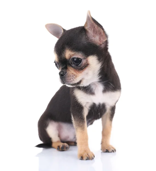 Chihuahua puppy on white — Stock Photo, Image