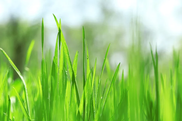 Herbe humide après la pluie — Photo