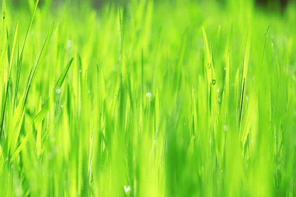 Mokrá tráva po dešti — Stock fotografie