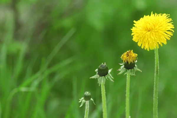 タンポポの花の花舞台 — ストック写真