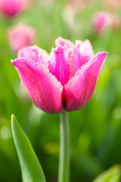 Hermoso tulipán rosa — Foto de Stock