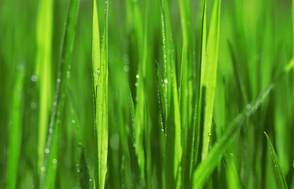 Mokra trawa po deszczu — Zdjęcie stockowe