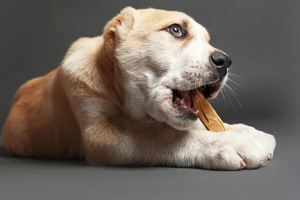 中亚牧羊犬小狗 — 图库照片