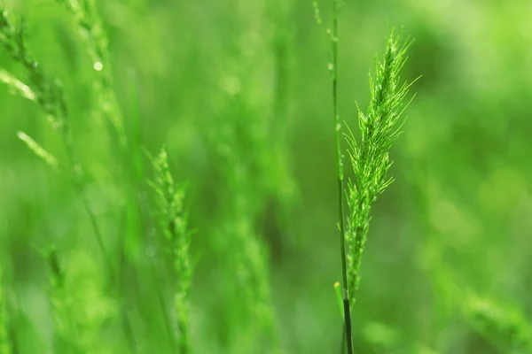 Трава з колосками, крупним планом — стокове фото