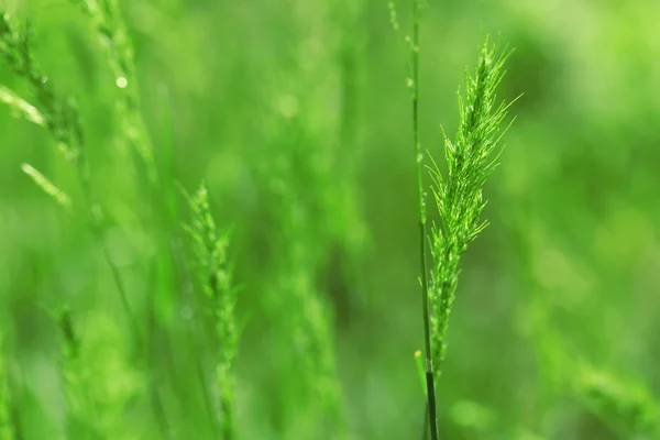 Herbe avec épillets, gros plan — Photo