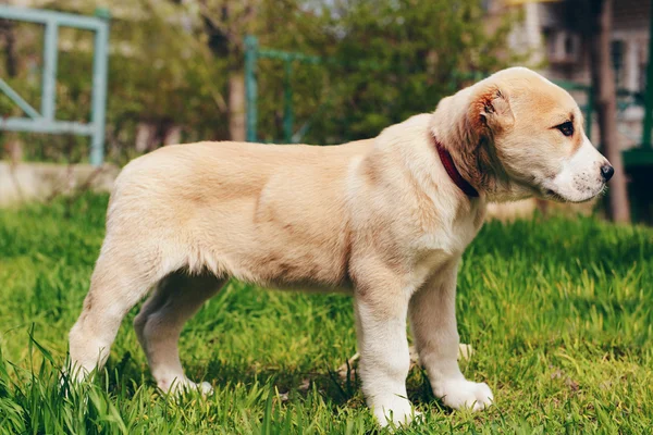 Centraal-Aziatische herder pup — Stockfoto