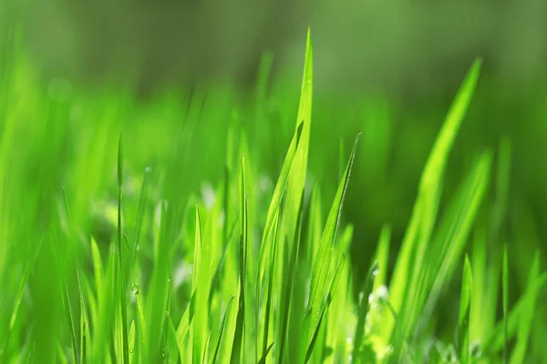 Nat gras na de regen — Stockfoto