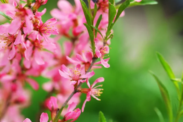 Цветущее дерево весной — стоковое фото