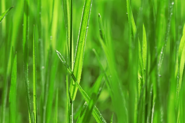 Nat gras na de regen — Stockfoto