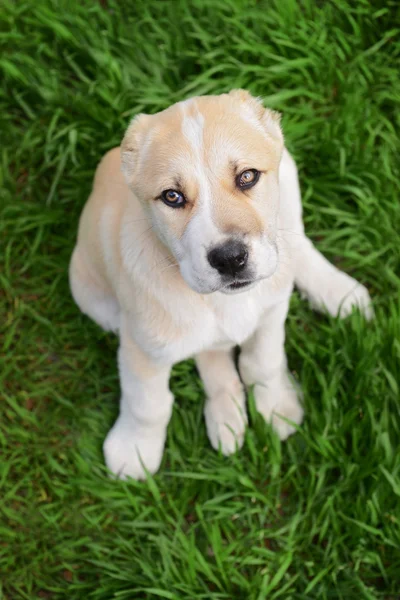 Central Asian Shepherd puppy — Stock Photo, Image