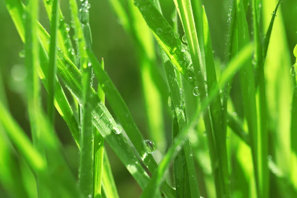 Nasses Gras nach dem Regen — Stockfoto