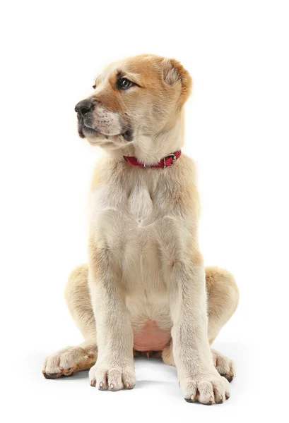 中央アジアのシェパードの子犬 — ストック写真