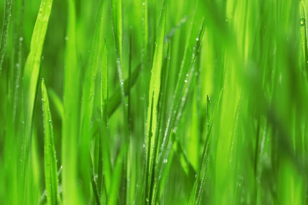 雨の後の湿った草 — ストック写真