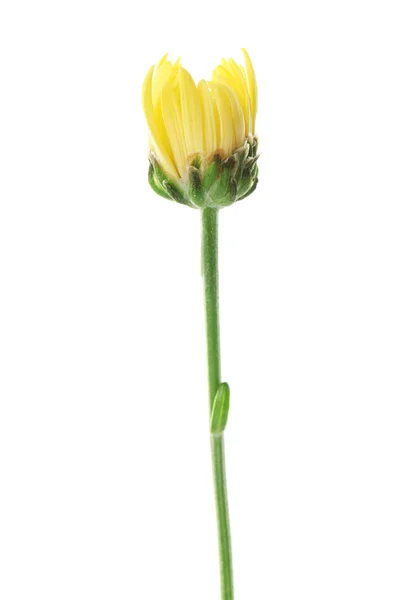 Flor joven amarilla —  Fotos de Stock