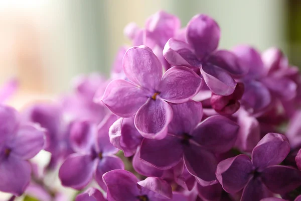 Ramas de lila fresca —  Fotos de Stock