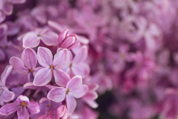 一束簇春天的鲜花 — 图库照片