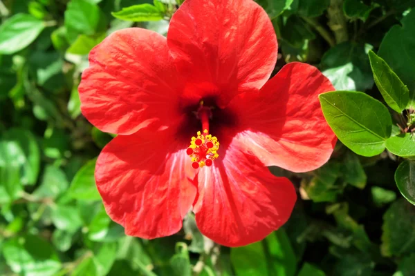 Piękny czerwony hibiscus — Zdjęcie stockowe