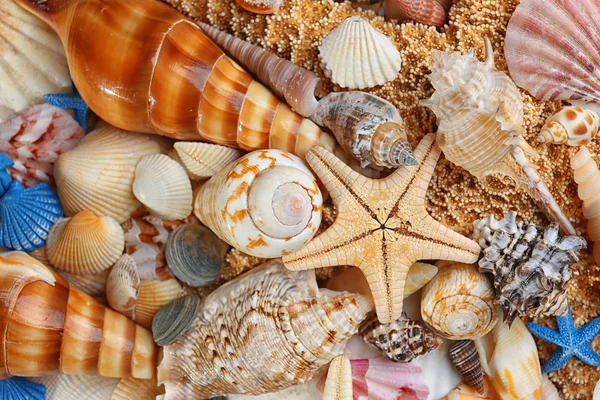 Sea shell background Royalty Free Stock Images