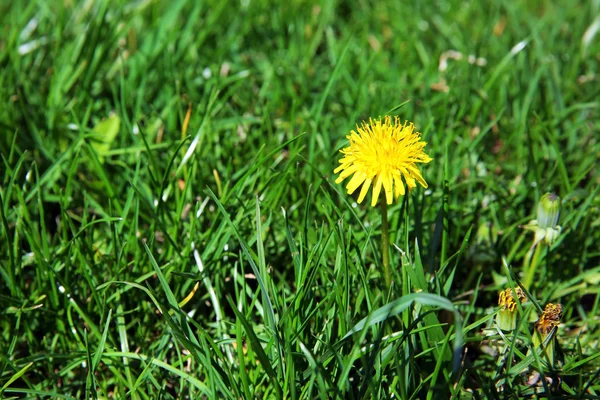 Paardenbloem op groen gras — Stockfoto