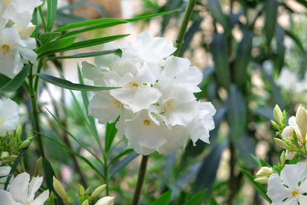 Hermoso arbusto blanco —  Fotos de Stock