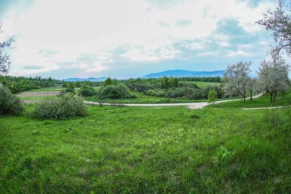 Prado em um dia de primavera — Fotografia de Stock