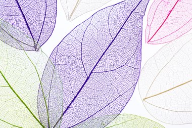 İskelet izole bırakır