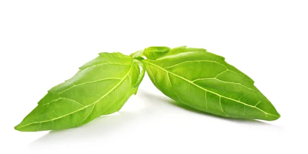 Fresh basil leaves — Stock Photo, Image