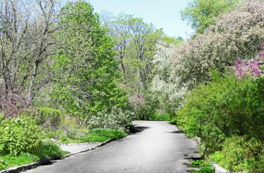 Yeşil çalılar ve ağaçlar 