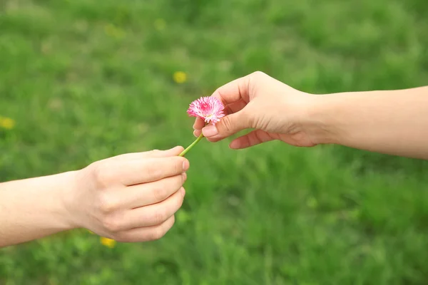 Ruce s sedmikráska květ — Stock fotografie