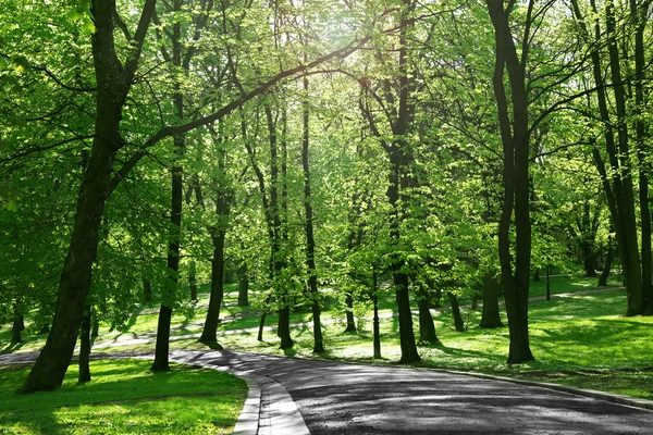 Caminho no parque — Fotografia de Stock