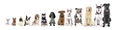On üç oturma köpeklerde satır 