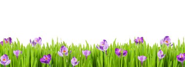 Güzel bahçe çiçek