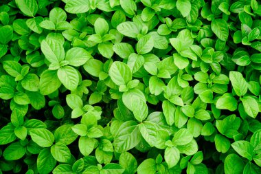 Taze yaprakları ile yeşil arka plan.