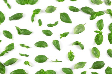 taze fesleğen yaprağı      