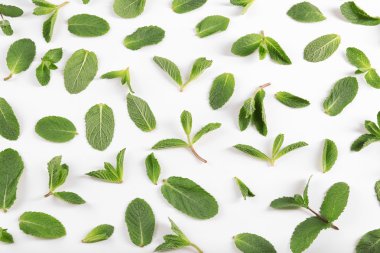 Taze nane yaprakları   